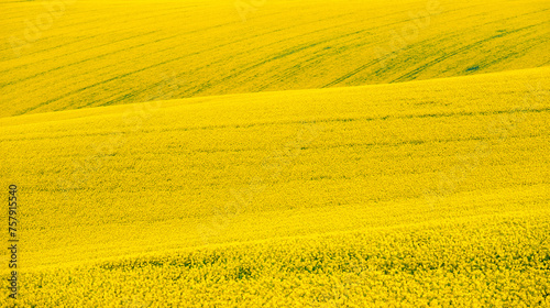 Rapeseed fields on the Moravian hills in the Czech Republic