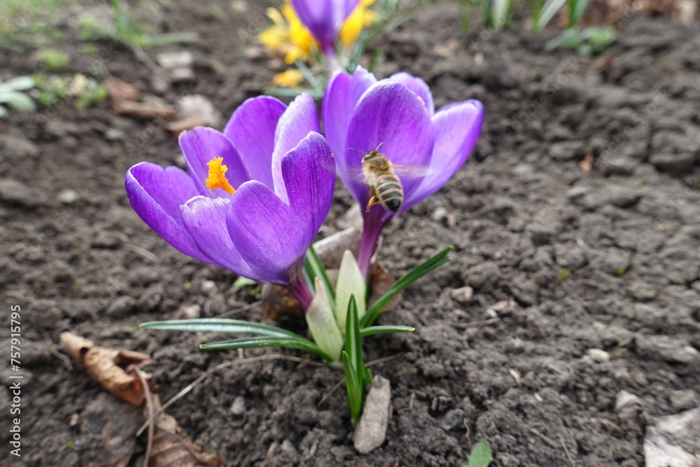 Honey bee pollinating two purple flowers of Crocus vernus in March Honey bee pollinating two purple flowers of Crocus vernus in March