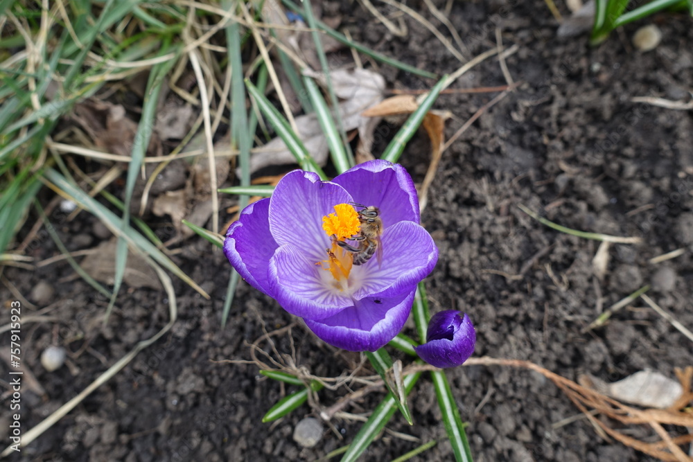 Insect pollinating purple flowers of Crocus vernus in March