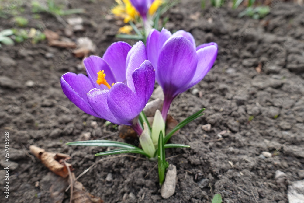 Macro of two purple flowers of Crocus vernus in March Macro of two purple flowers of Crocus vernus in March