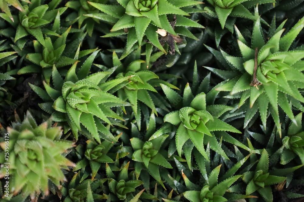 Vibrant array of green guinea-fowl aloe, Aristaloe aristata Vibrant array of green guinea-fowl aloe, Aristaloe aristata