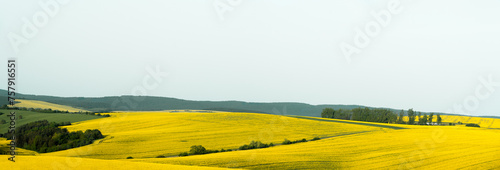 Rapeseed fields panorama in Moravia region, in Czech Republic
