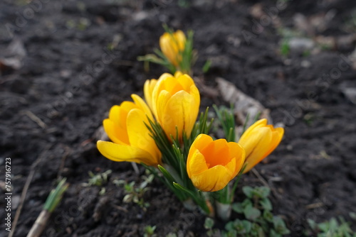 Spring flowers - amber yellow crocuses in February