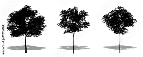 Set or collection of Konara Oak trees as a black silhouette on white background. Concept or conceptual vector for nature, planet, ecology and conservation, strength, endurance and  beauty photo