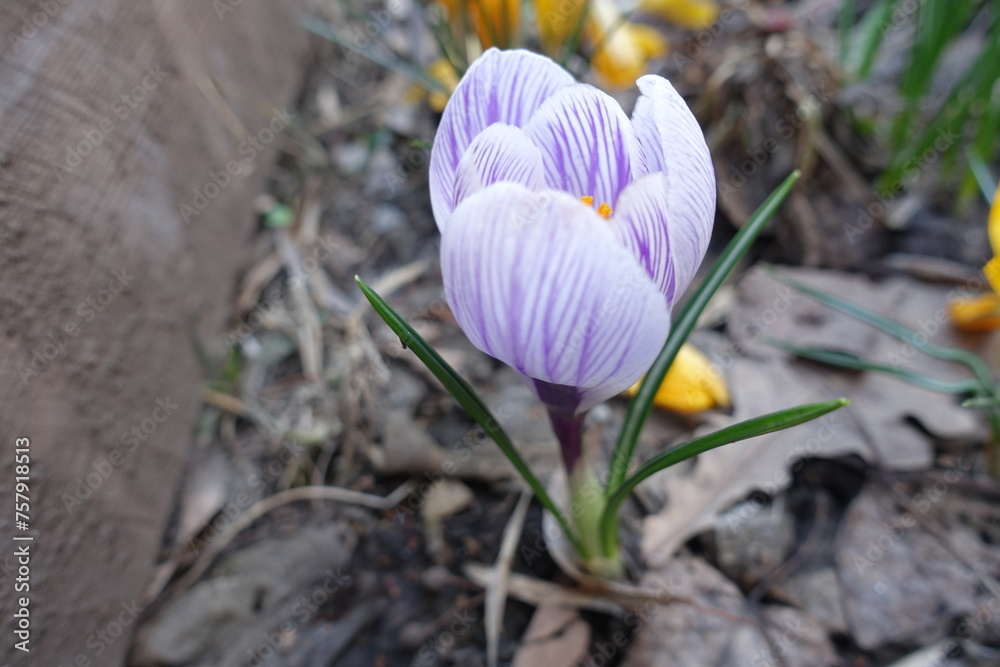 Close shot of purple and white striped flower of Crocus vernus in April Close shot of purple and white striped flower of Crocus vernus in April