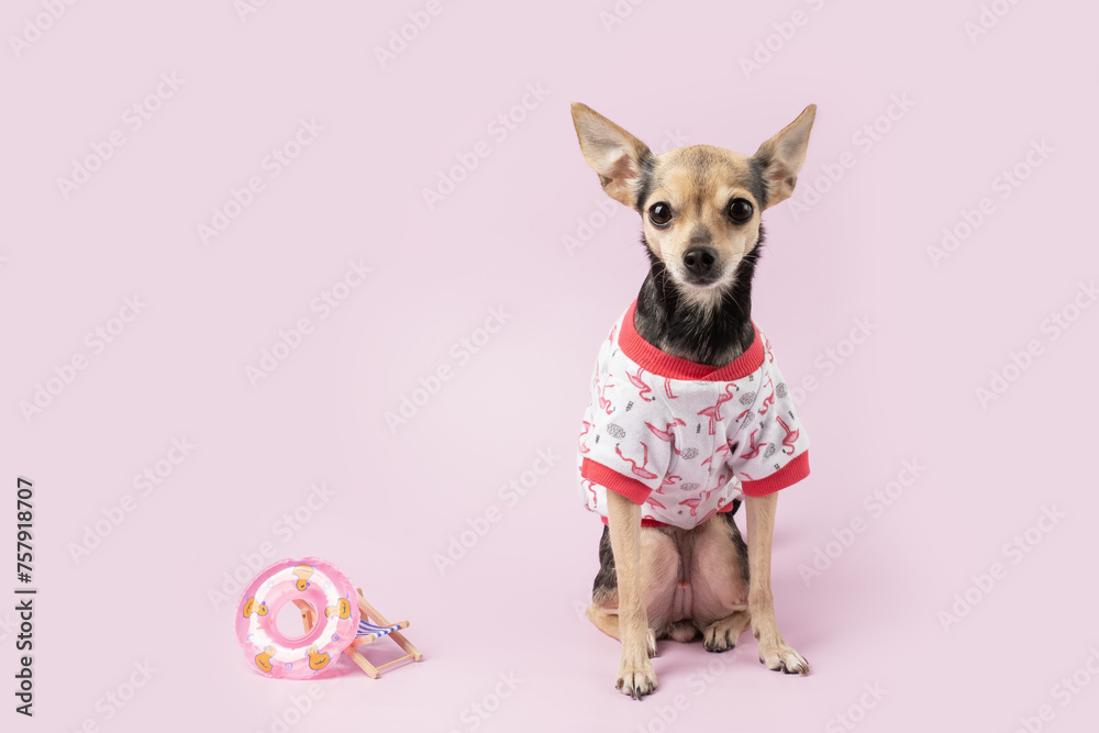 Dog in summer clothes with a suitcase and a deck chair on a pink background, pet travel fashion, beach vacation, cute animal