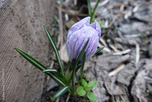 Macro of one purple and white striped flower of Crocus vernus in April photo