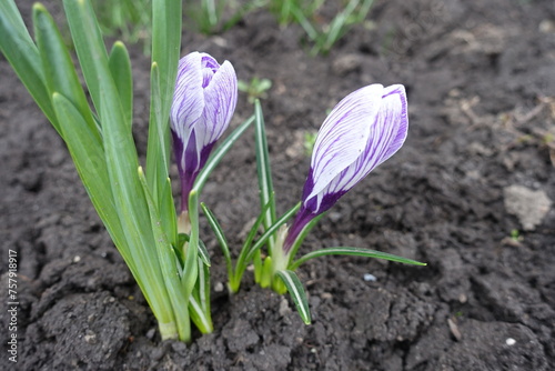 Pair of purple and white striped flowers of Crocus vernus in April photo