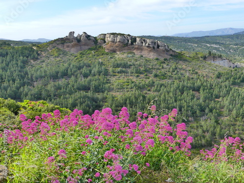 Paysage naturel de côte d'Azur et fleurs roses