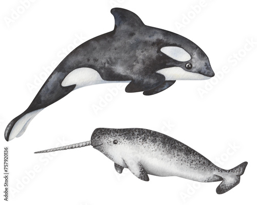 Watercolor set of illustrations. Hand painted black-and-white orca  killer whale and mottled narwhal with long tusk. Marine mammals  dolphins. North animals. Ocean underwater life. Isolated clip art