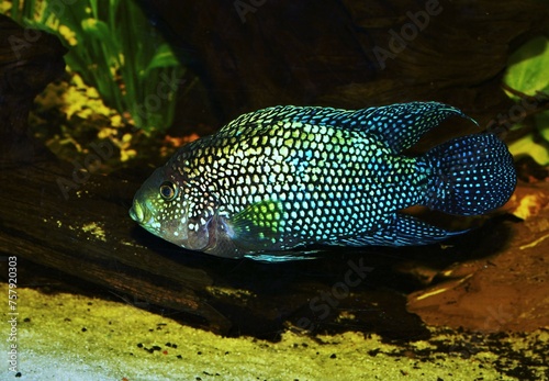 Jack Dempsey cichlid, Rocio octofasciata in the aquarium photo