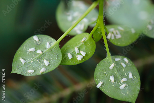 Canvastavla Numerous whiteflies on the lower side of the leaves