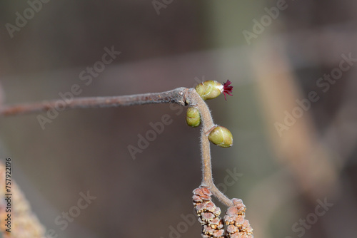 Flowering hazel (Corylus avellana). A tiny female flower on a twig in early spring. © Tomasz