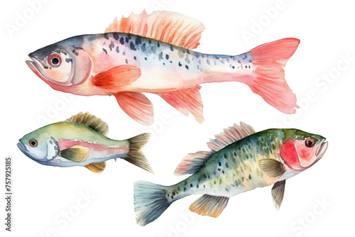Watercolor painted cute Watercolor painting hand Marine isolated fish illustrations Fish
