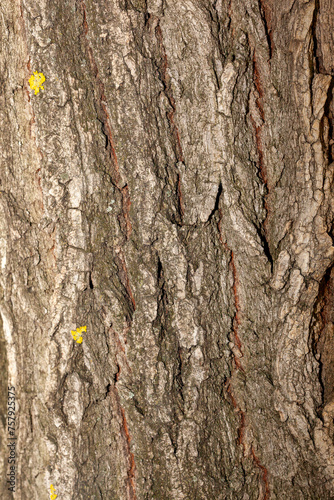 the texture of the layer of tree bark that is crusty or has a cracked or cracked texture photo
