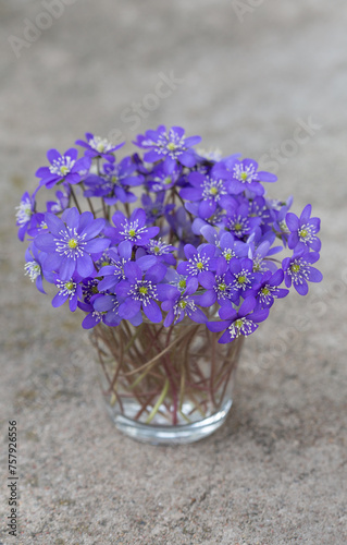 Hepatica-the first blue forest flowers in the spring. photo