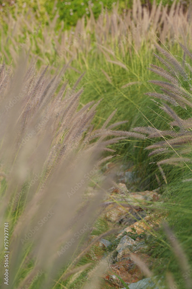 gold color of grass flower field on green and brown color leaf on evening summer sunny day are very beautiful gold color of grass flower field on green and brown color leaf on evening summer sunny day are very beautiful