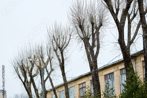 Obraz na płótnie Tree topping, cutting off the entire top of tree. Top of the tree is cut off for trees that are too big and encroaching on rooftops and powerlines. Tree topping and crown reduction. w salonie