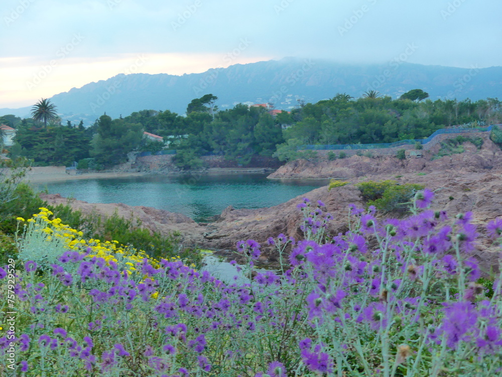 Obraz premium Paysage naturel de côte d'Azur et fleurs violettes