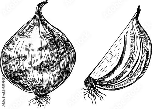  Hand-drawn illustration of two onion, one whole and one sliced, showcasing detailed textures and root structures in a monochrome sketch style.