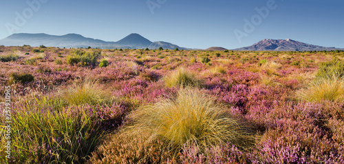 Mount Ngauruhoe, Mount Ruapehu, blühende Heidekräuter (Ericaceae), Tongariro Nationalpark, Manawatu-Manganui, Nordinsel, Neuseeland