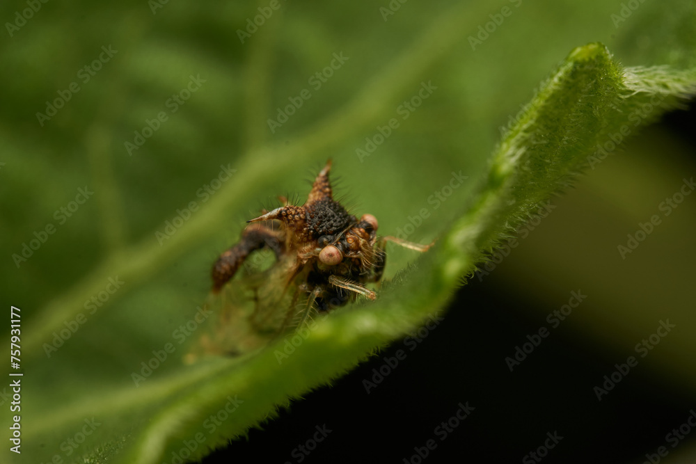 strange insect walking on a green leaf (Cyphonia) strange insect walking on a green leaf (Cyphonia)