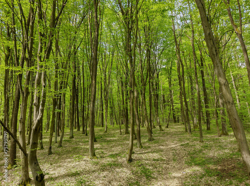 Forest in April in Romania. Forest landscape in the spring