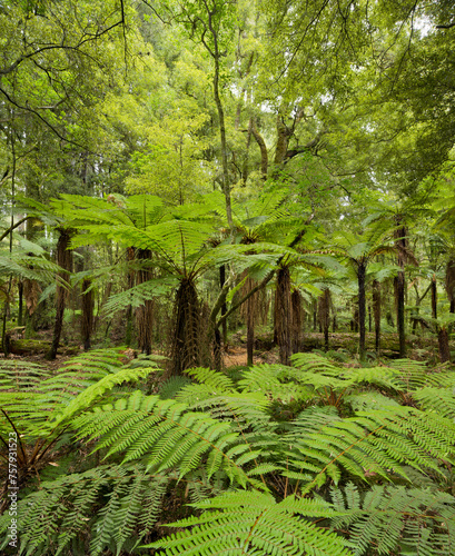 Baumfarne, Whirinaki Forest Park, Bay of Plenty, Nordinsel, Neuseeland photo