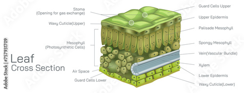 cross section of a leaf vector. Micro level parts of leaf. Botany and its branches students study material. Anatomy and cross section image. realistic Illustrated guide to anatomy of a leaf.