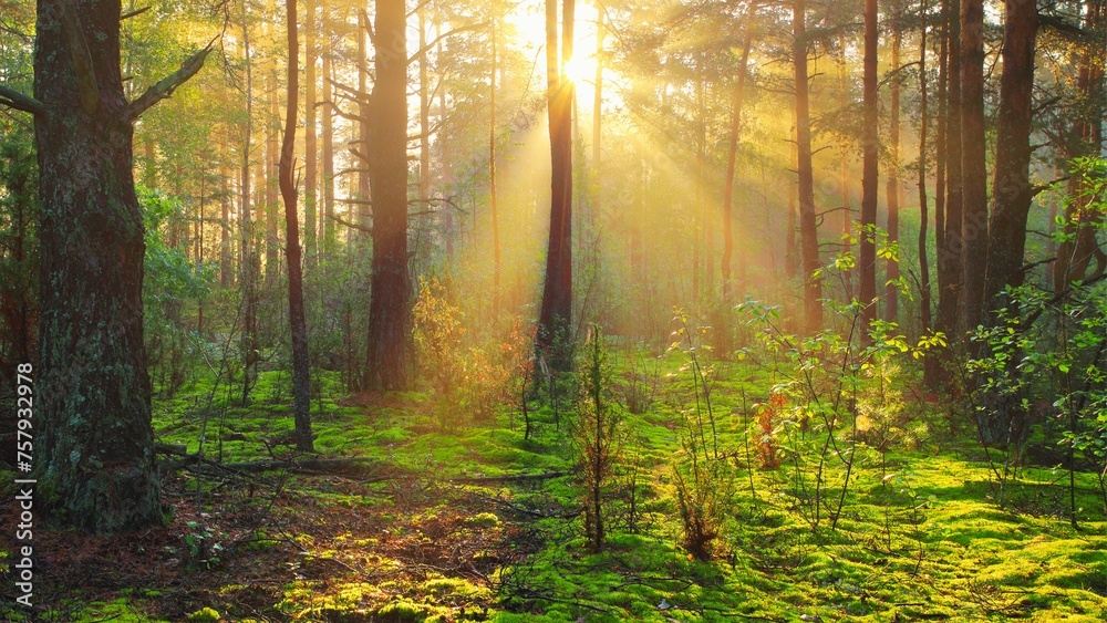 Fototapeta premium Sunny forest nature. Sunbeams in green forest. Sunny autumn landscape. Autumn forest nature. Vivid morning in colorful forest with sun rays through branches of trees. Scenery of nature with sunlight 