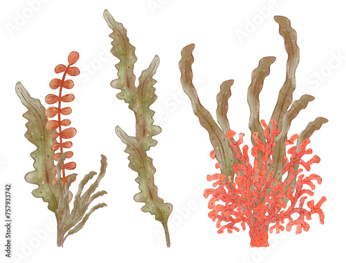 Set of watercolor seaweed bush. Multicolored sea plant isolated on white background, hand drawn. Botanical illustration in sketch style. Concept of healthy lifestyle and natural beauty