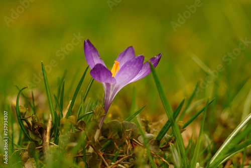  purple crocus on the lawn