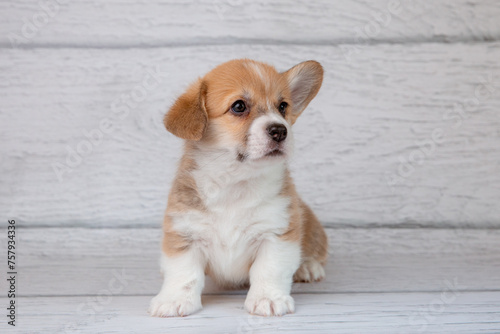 cute Welsh corgi puppy on a light wooden background