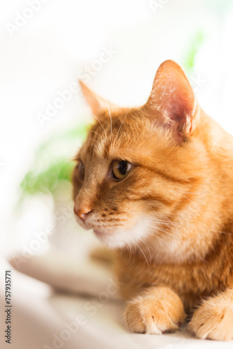Beautiful red cat sitting on window close-up. The domestic cat is looking.