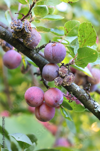 Monilinia laxa, a plant pathogen causing brown rot blossom blight disease on damson plums, Prunus domestica subsp. insititia