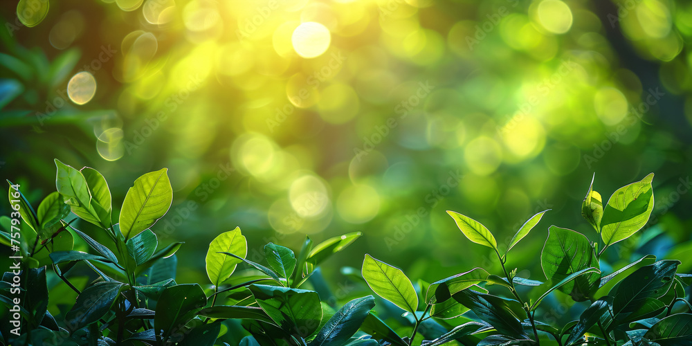 summer forest bokeh background