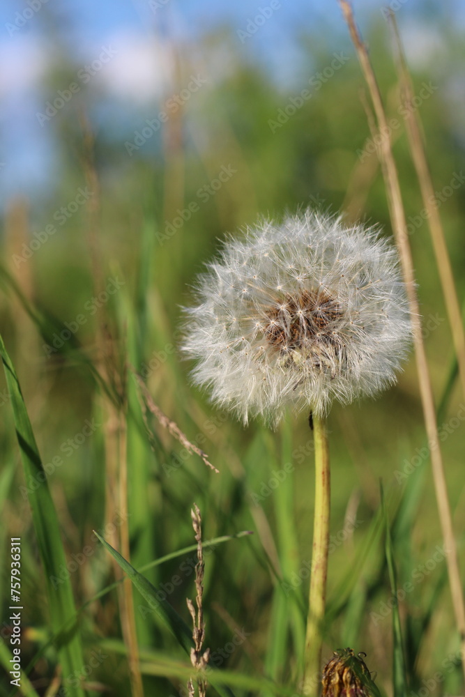 dandelion is white on a background of green grass large