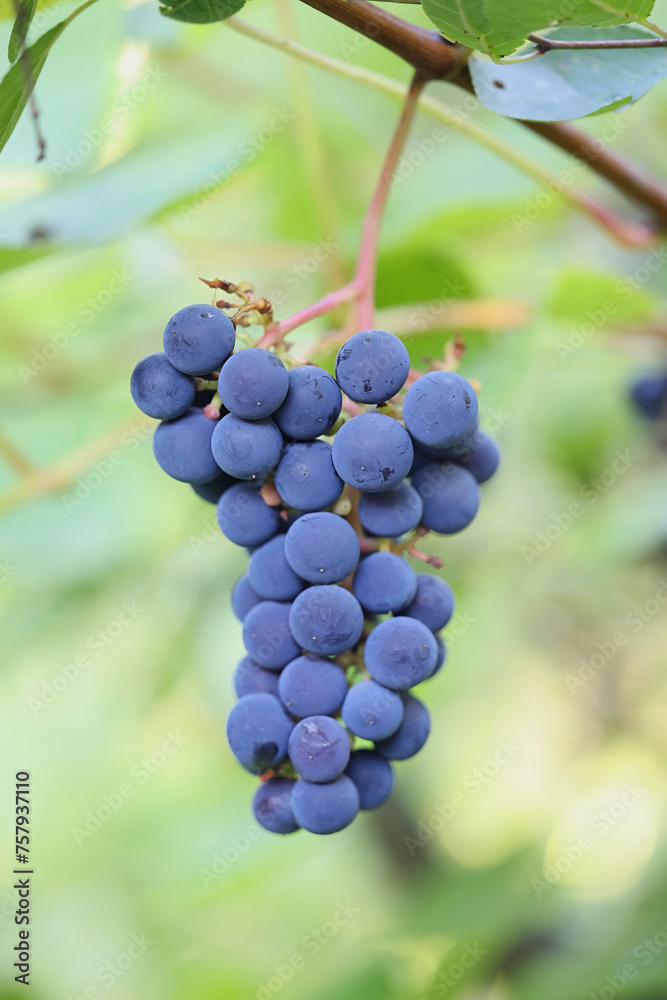Blue grapevines and green leaves of a wine cultivar called Vitis Zilga growing in Finland Blue grapevines and green leaves of a wine cultivar called Vitis Zilga growing in Finland
