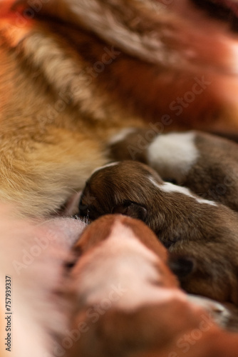 Newborn corgi puppies drink their mum's milk