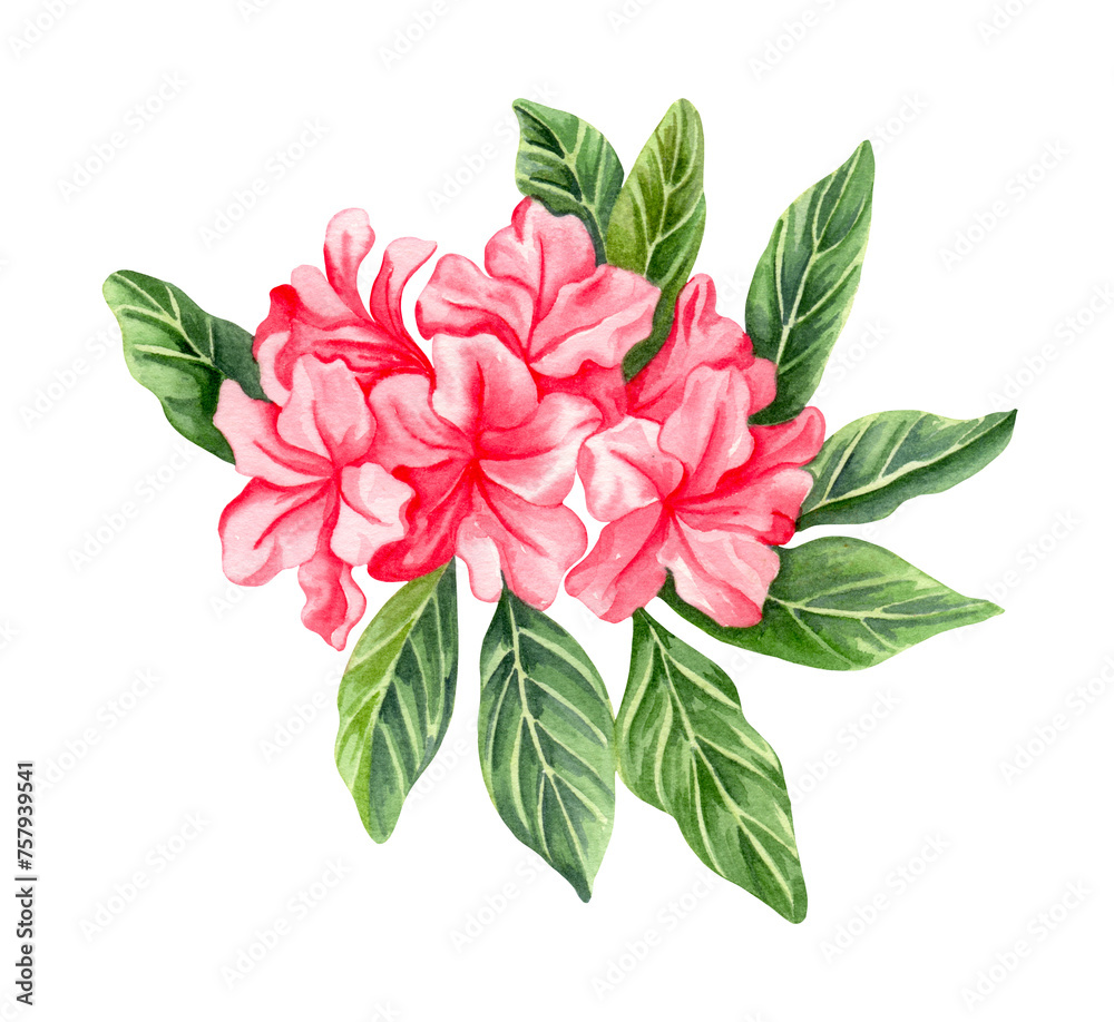Watercolor alpine flowers, pink rhododendron blooming on white background.