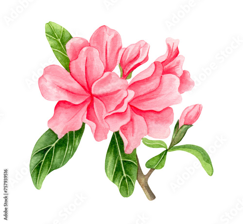 Watercolor alpine flowers  pink rhododendron blooming on white background.