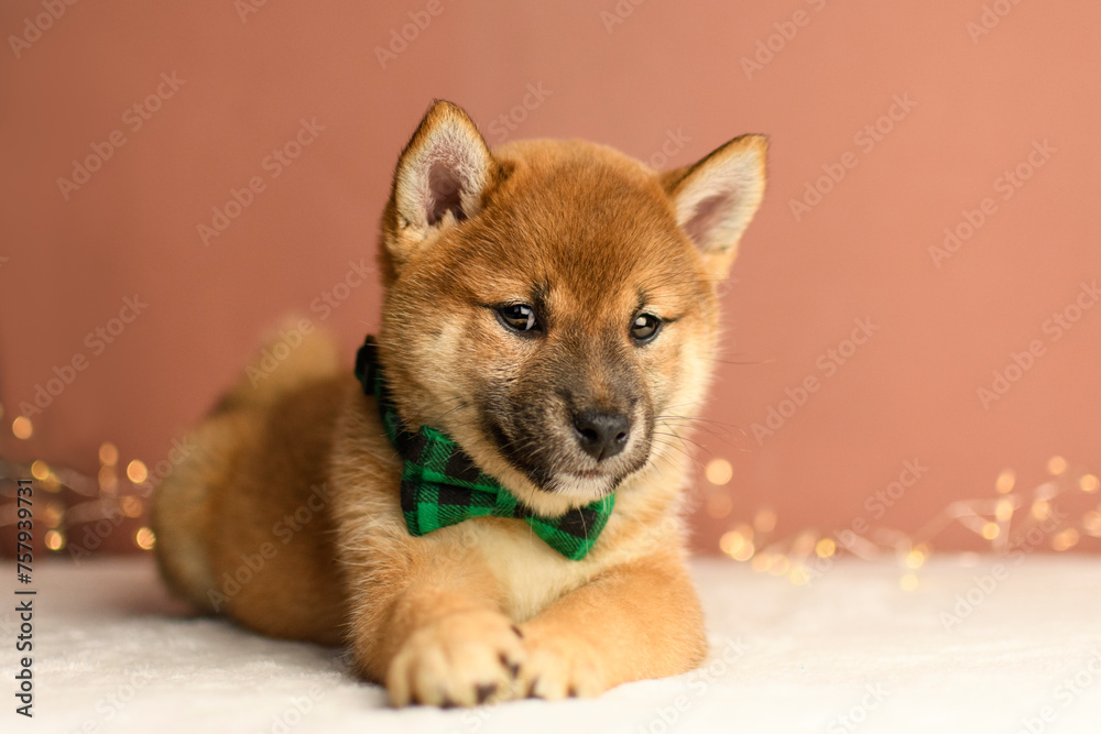Cute shiba inu puppy poses in the studio Cute shiba inu puppy poses in the studio