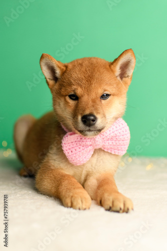 Cute shiba inu puppy poses in the studio