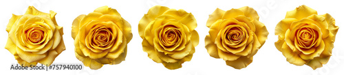 yellow rose flowers isolated on transparent background