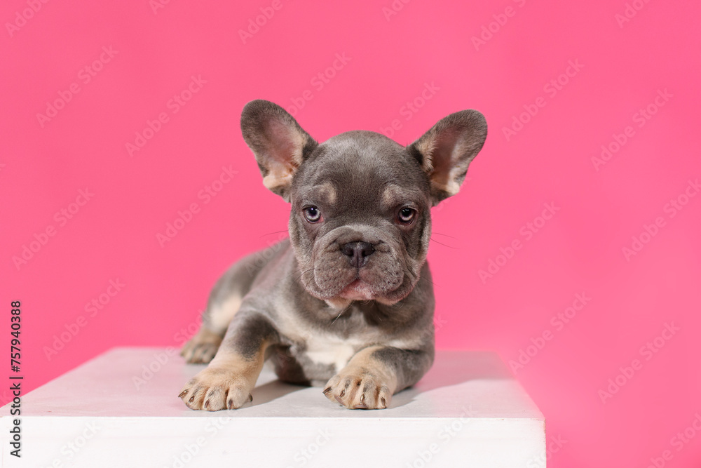 Blue French Bulldog puppy lying on a white cube on a pink background in the studio
