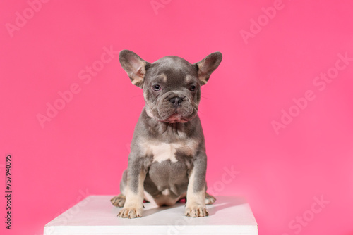 Blue French Bulldog puppy sitting on a white cube on a pink background in the studio