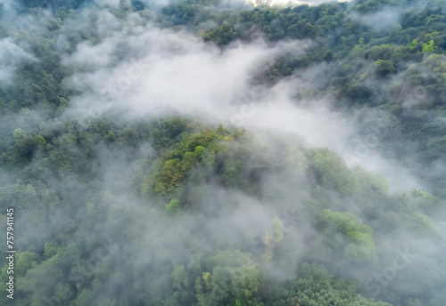 Aerial view of foggy forest in the morning at Phu Kradueng National Park, Loei, Thailand