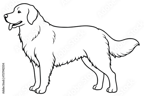 golden retriever, line art, vector illustration