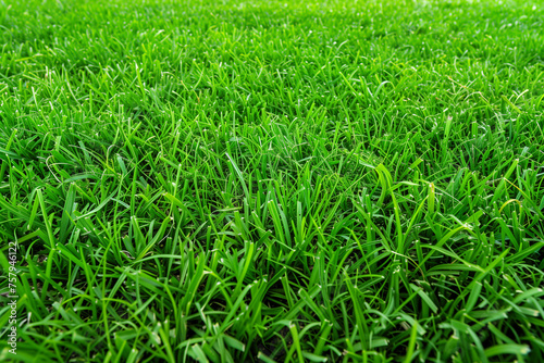 green grass background, meadow landscape