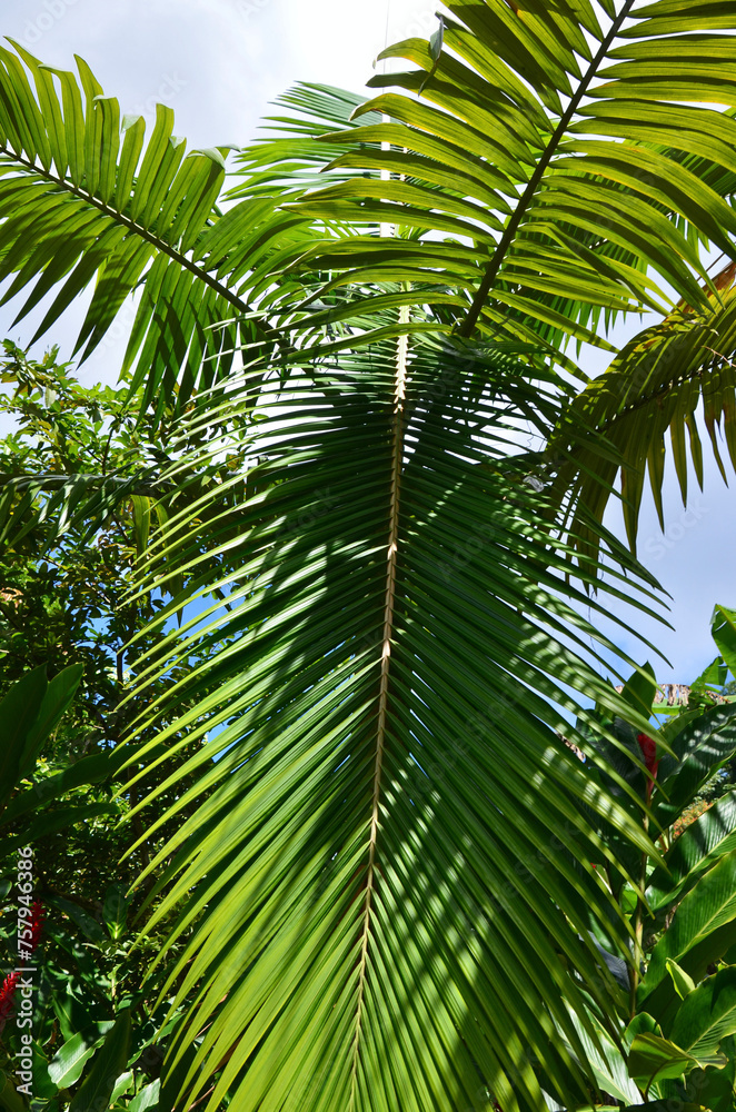 Fototapeta premium Green palm tree against sunset sky, tropical jungle forest with bright blue sky, idyllic natural landscape 